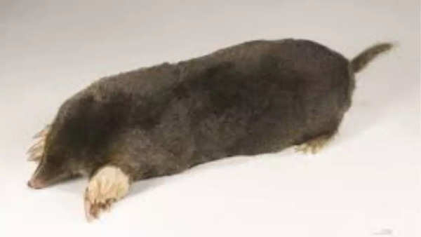 European mole