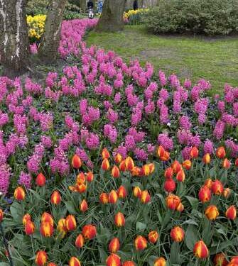 Tiptoeing through tulips on a cruise in the Netherlands and Belgium