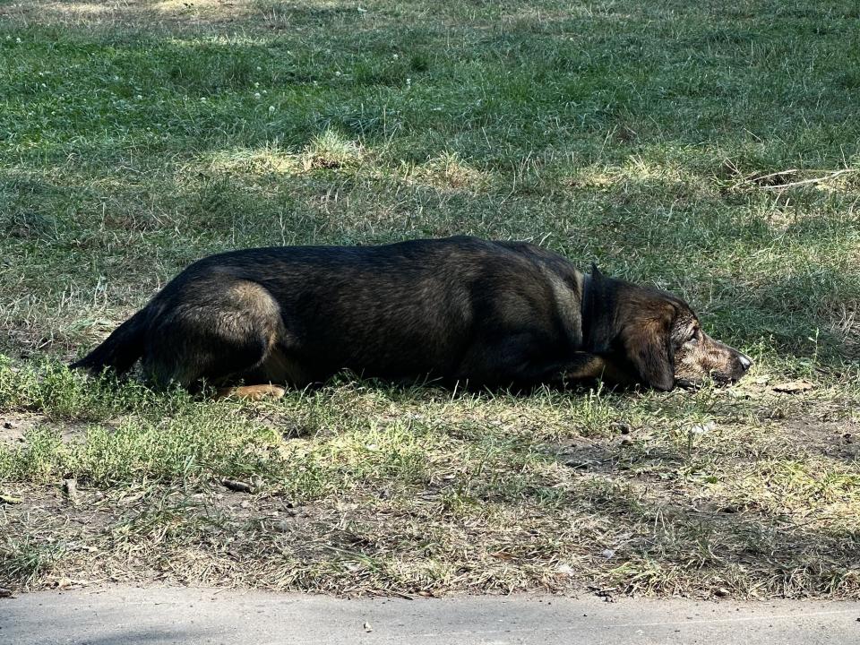 A large dog lying on grass without a leash.