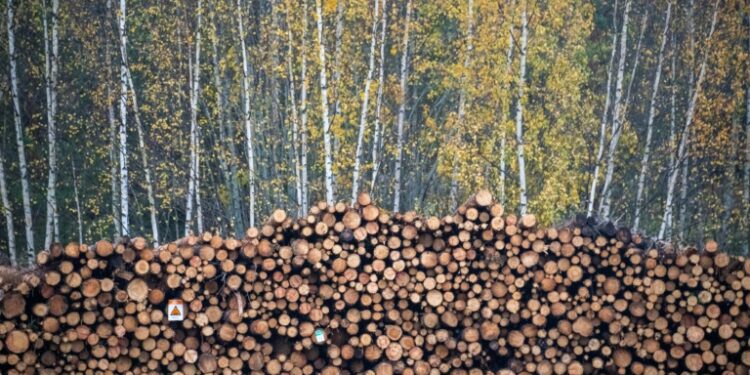 WWF Blasts Sweden, Finland Over Logging Practices