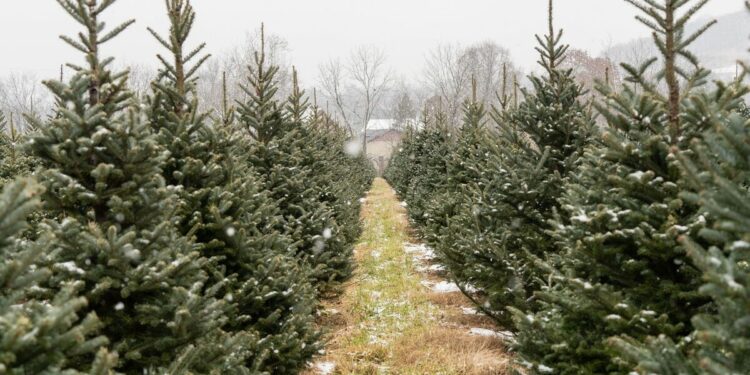 European city sparking row after telling residents to 'eat Christmas trees' | World | News