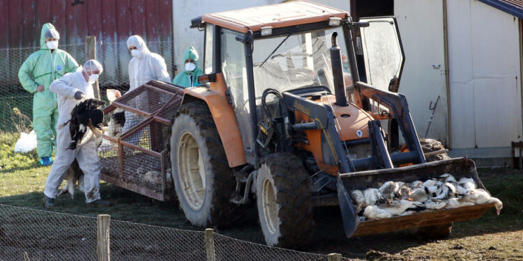 France reports bird flu outbreak just weeks after declaring virus-free status