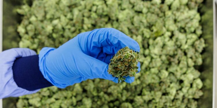Portugal to become the new ‘El Dorado’ of medical cannabis in Europe