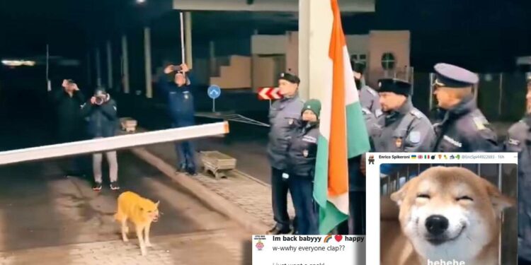 Stray Doggo Becomes The First To Cross Borders As Romania Joins Schengen: Internet Cheers