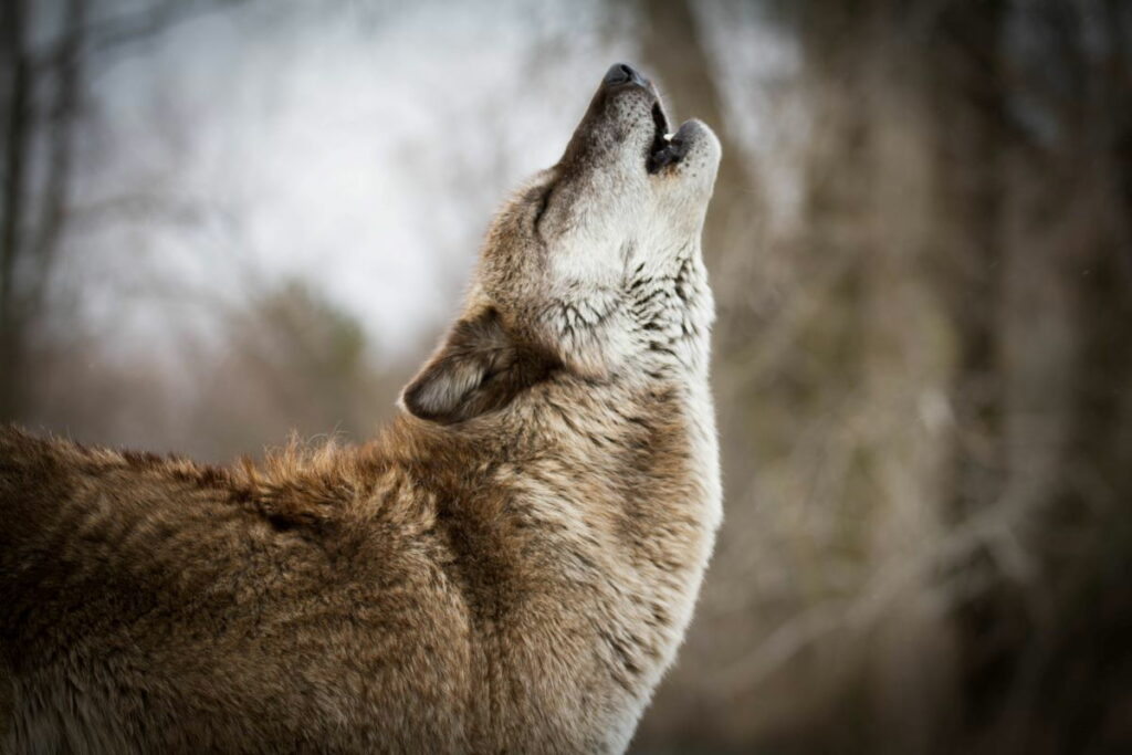 Sweden to halve wolf population « Euro Weekly News