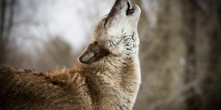 Sweden to halve wolf population « Euro Weekly News