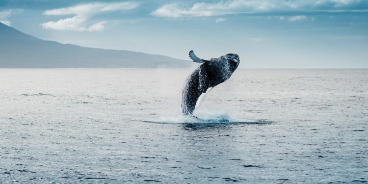 The whale watching capital of Europe