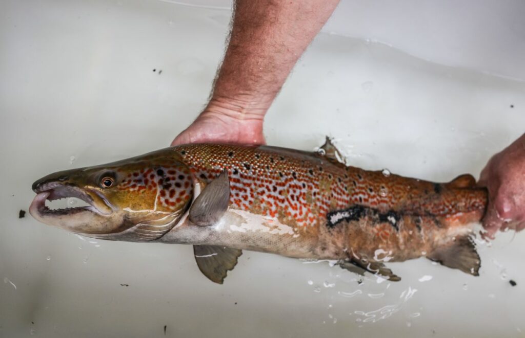 To the Arctic and back: Repopulating Europe's rivers with salmon