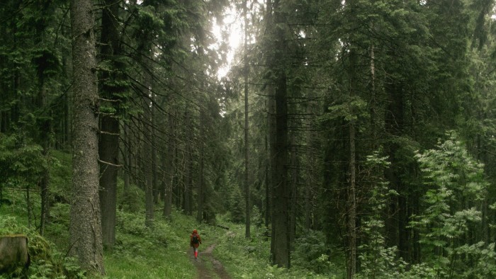 A figure in a red hooded coat is dwarfed by the surrounding forest of tall trees