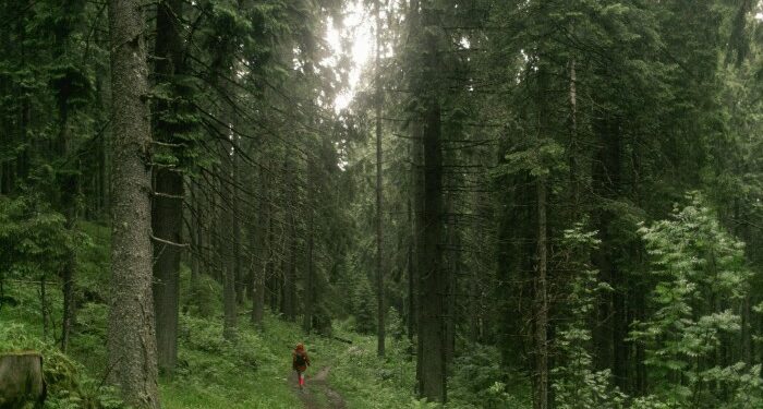 A figure in a red hooded coat is dwarfed by the surrounding forest of tall trees