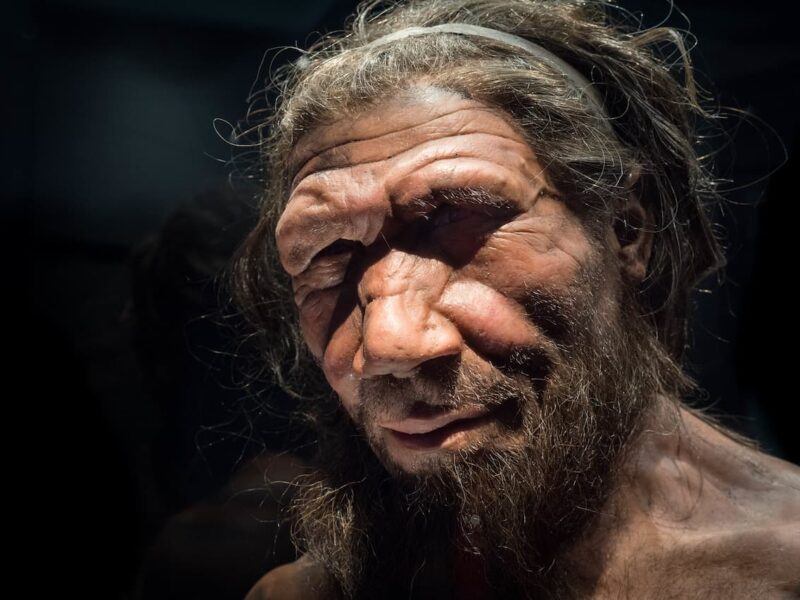 The Ear of Neanderthals Reveals That Their Enigmatic Origin Was Not Caused by a Drastic Loss of Genetic Diversity