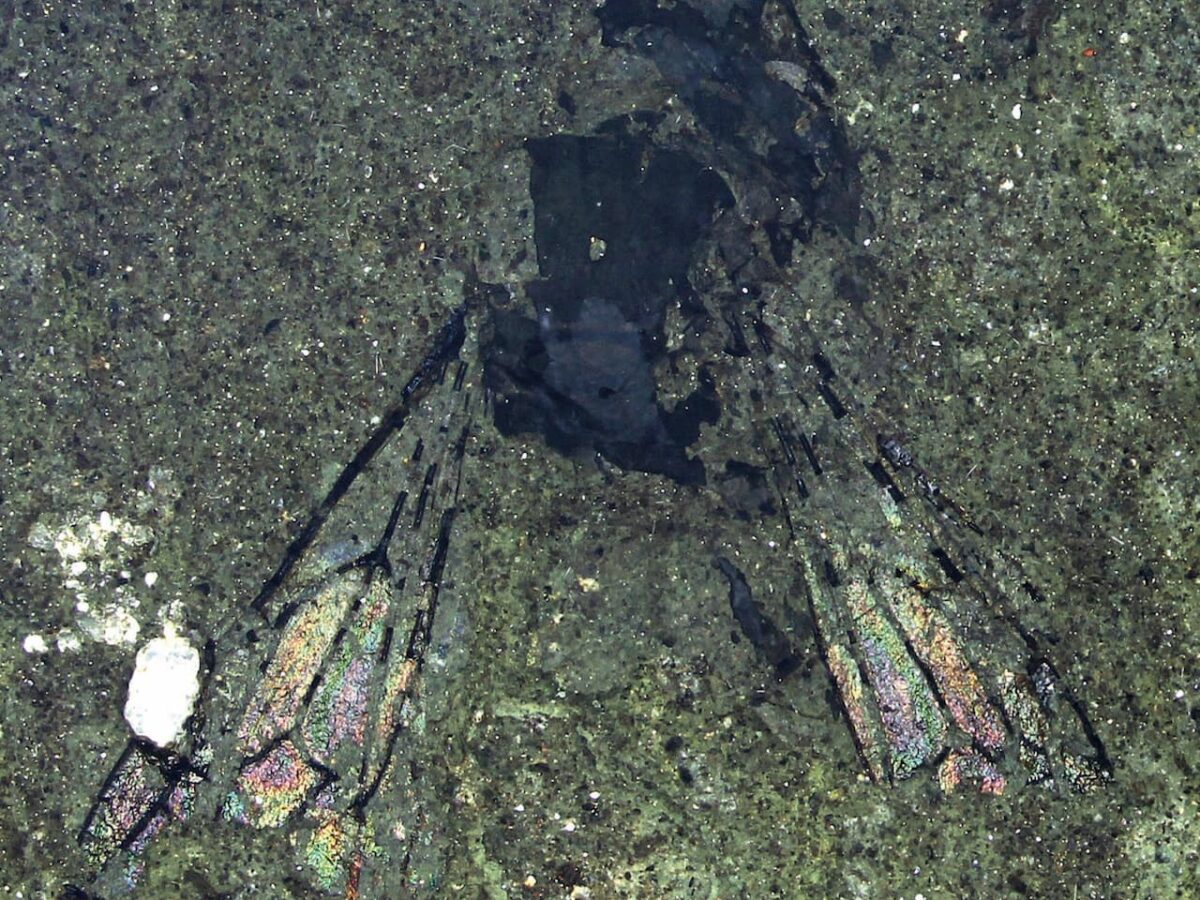 Fossil of a 14-million-year-old bee that lived on the now almost completely submerged ancient continent of Zealandia is found