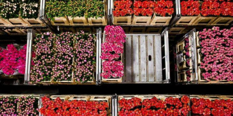 226 million flowers sold for Valentine’s Day « Euro Weekly News