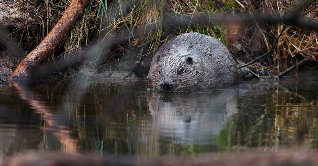 Czech Dam Project Was Stalled by Bureaucracy. Beavers Built Their Own.