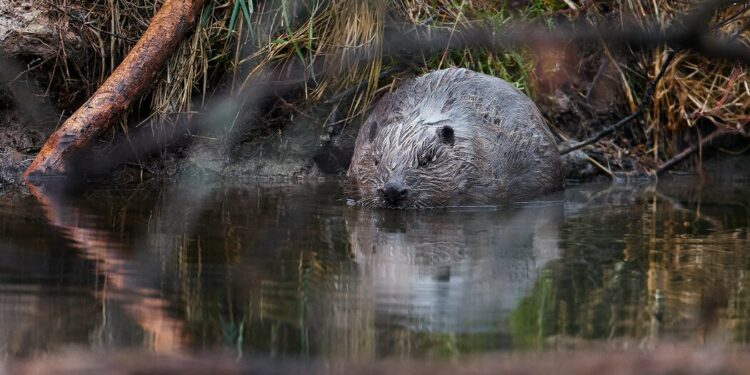 Czech Dam Project Was Stalled by Bureaucracy. Beavers Built Their Own.