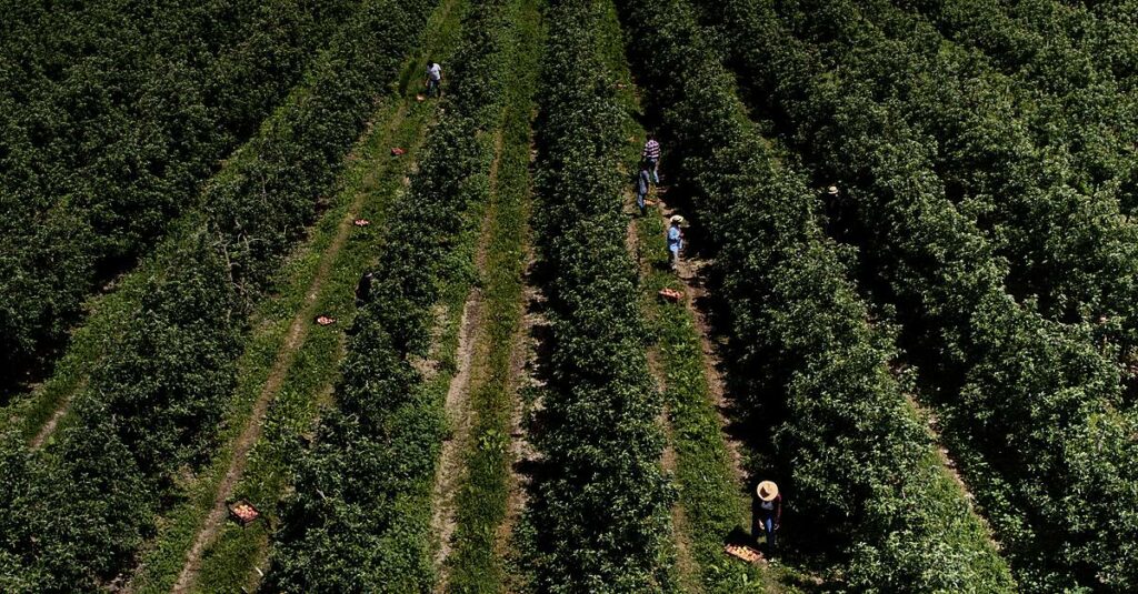 EU Organic Farming Area Increased To 11% In 2023, Data Shows