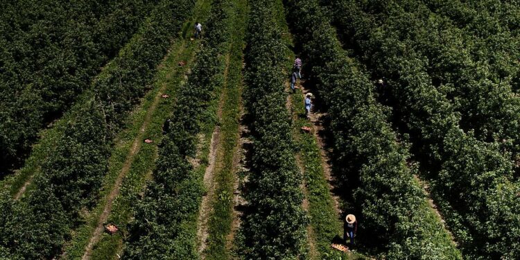 EU Organic Farming Area Increased To 11% In 2023, Data Shows