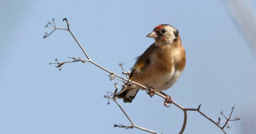 European Commission warns Malta it is ignoring ECJ ruling on finch trapping