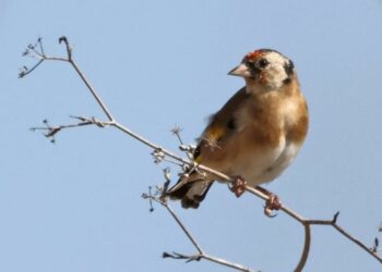European Commission warns Malta it is ignoring ECJ ruling on finch trapping