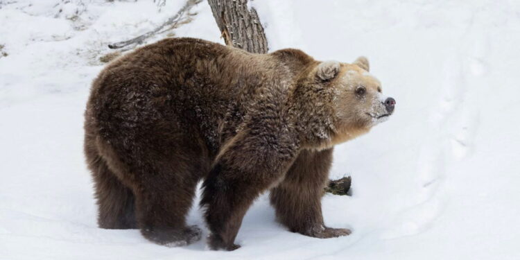 Finnish bears emerge from hibernation « Euro Weekly News