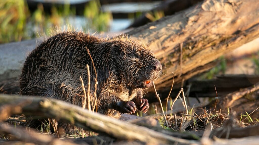 These eager beavers saved the Czech government $1.2 million