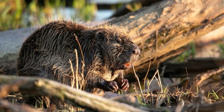 These eager beavers saved the Czech government $1.2 million