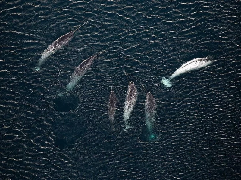 Narwhals Recorded for the First Time Using Their Long Spiral Tusk to Hunt, Explore, and Play