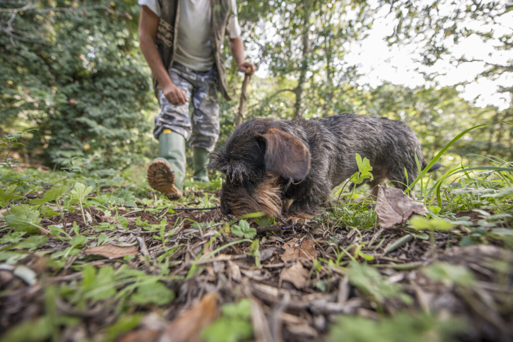 Forest tradition is boosting conservation and a wealthy bioeconomy, say research
