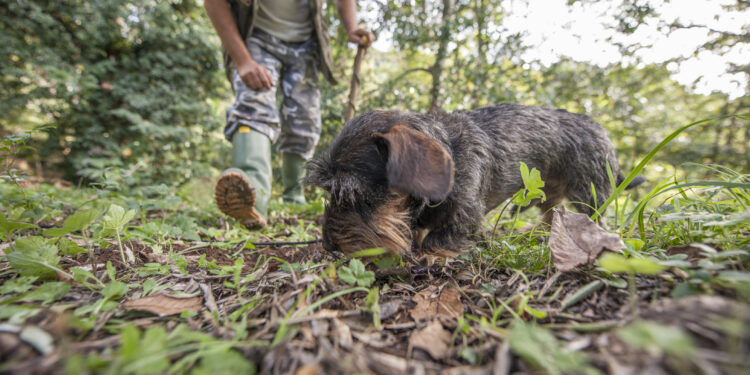Forest tradition is boosting conservation and a wealthy bioeconomy, say research