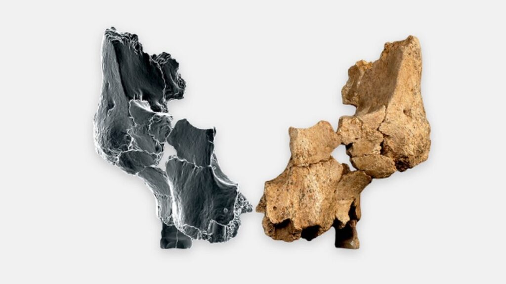 Europe’s oldest human face present in Atapuerca: ‘We could also be taking a look at a brand new species’