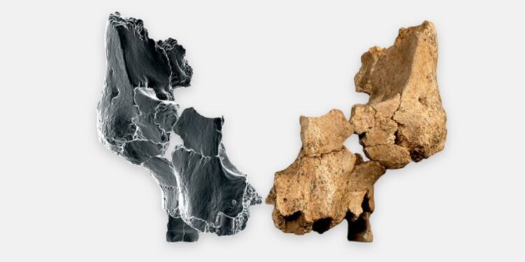 Europe’s oldest human face present in Atapuerca: ‘We could also be taking a look at a brand new species’