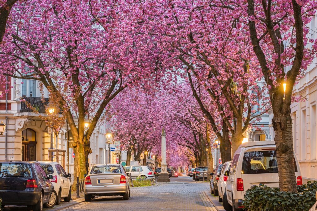 Sakura in Europe. 7 European locations the place Romanians can admire cherry blossoms like in Japan